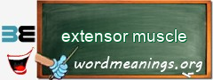 WordMeaning blackboard for extensor muscle